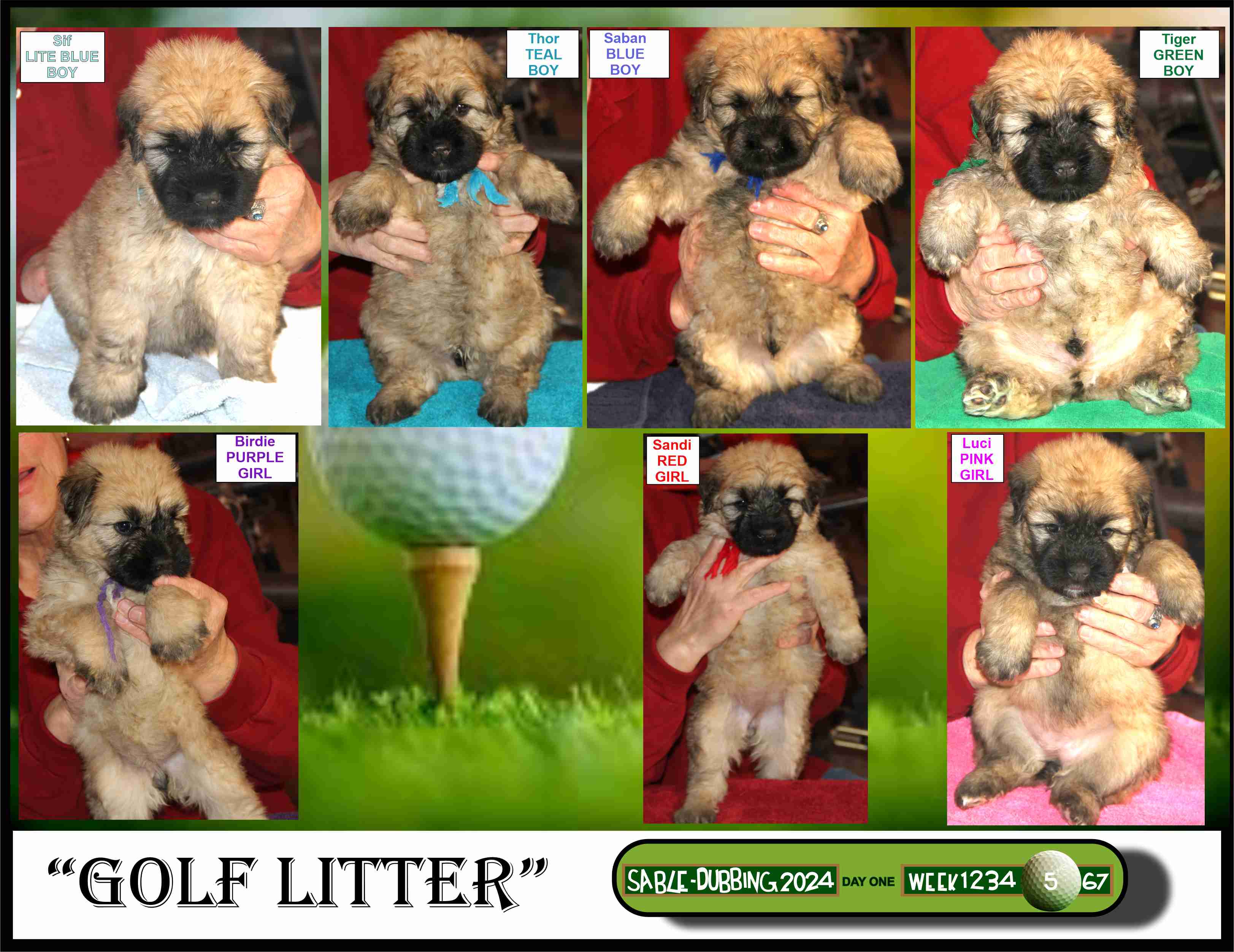 Golf LItter 5 weeks old